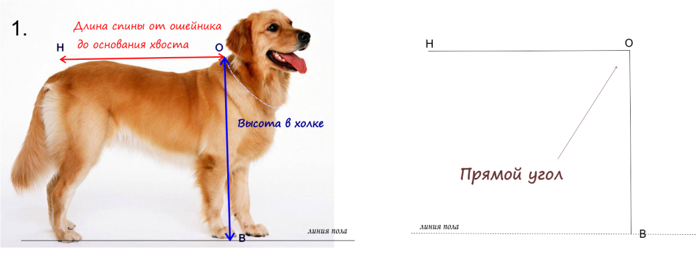 Чехол для хвоста ))) Выкройка комбинезона для золотистого ретривера