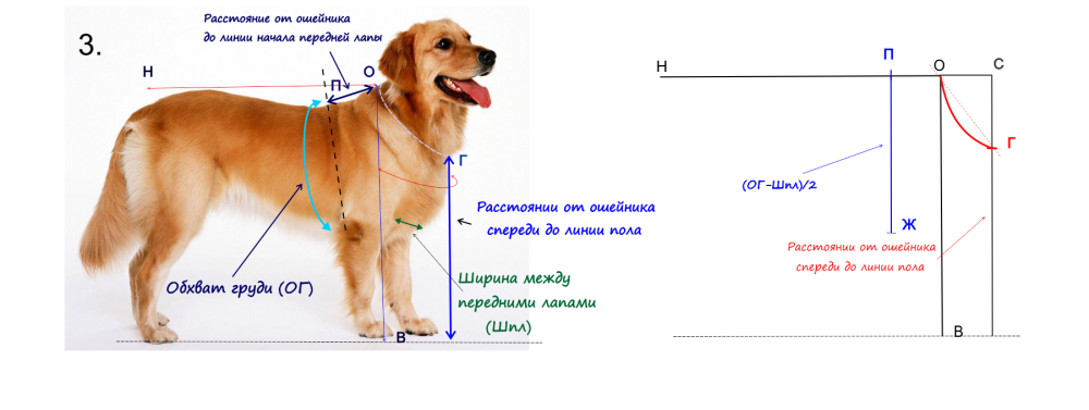 Как правильно измерить рост собаки в холке фото
