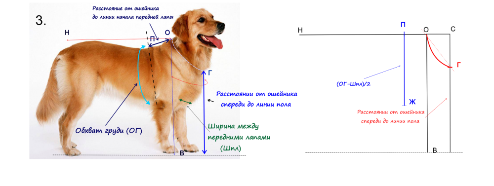 Как измерить собаку в холке в домашних условиях фото