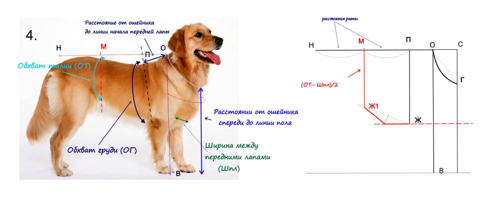 Выкройка комбинезона для собаки ( длина спины 30 см )