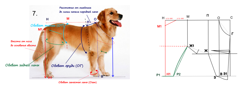 Удобная выкройка комбинезона для собаки. Комбинезон для собаки своими руками