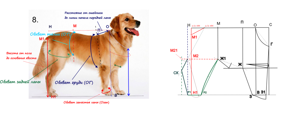 Таблица примерного соответствия размеров породам собак стандартного формата