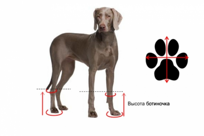 Как узнать размер собаки для выбора одежды и обуви?