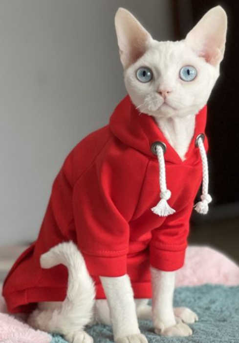 Одежда для животных, майка толстовка для кошек котов сфинкс