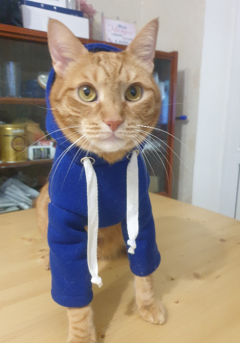 Худи для кота
