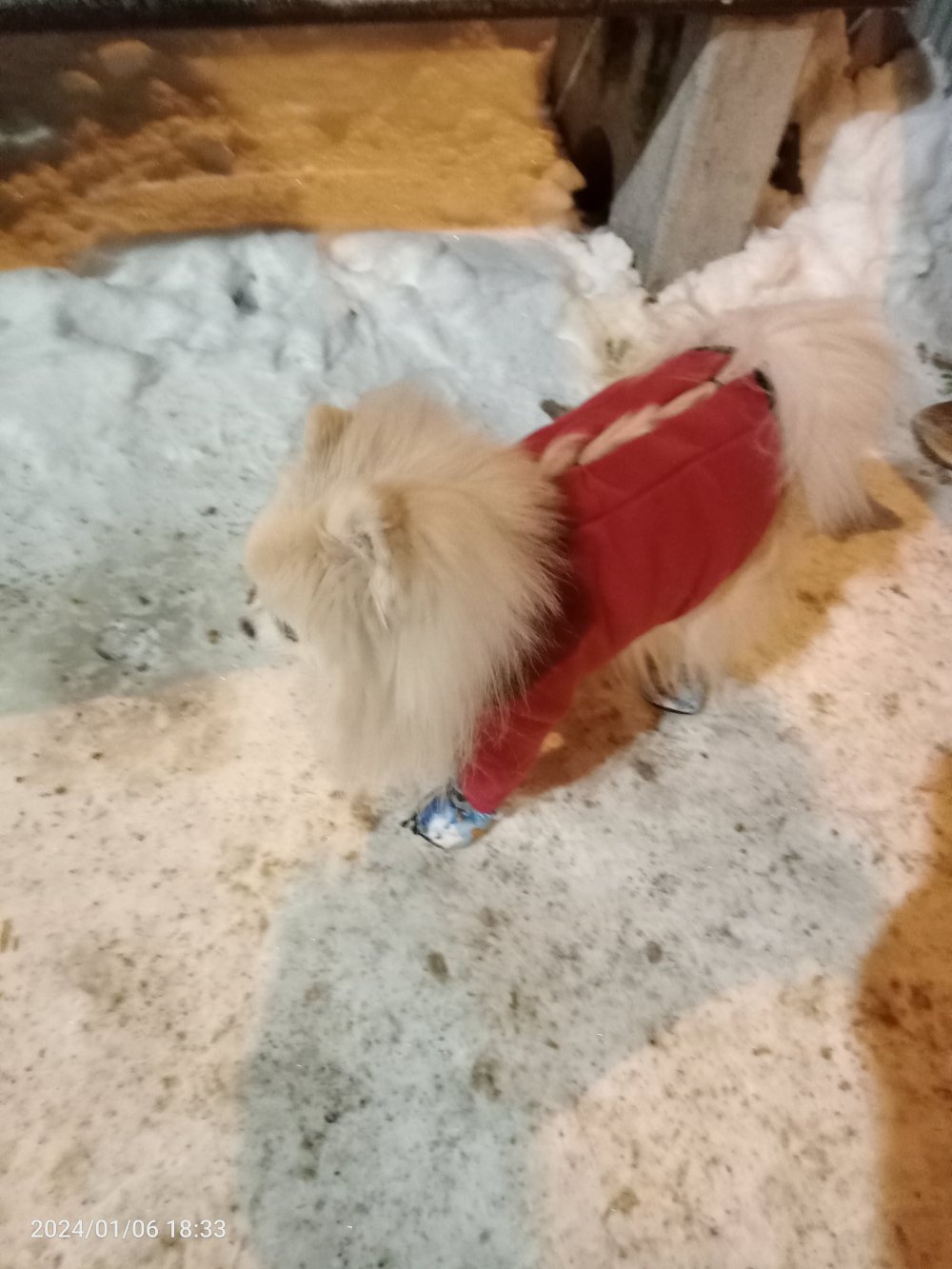 Пальто по выкройке худи для собаки фото