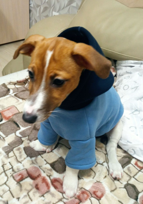 Худи для песика