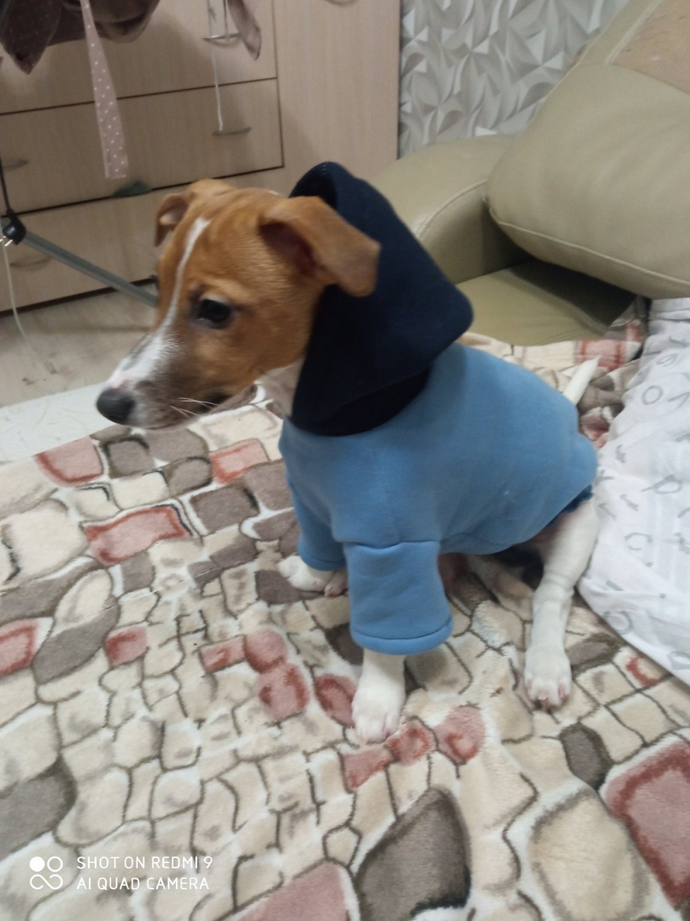 Худи для песика фото