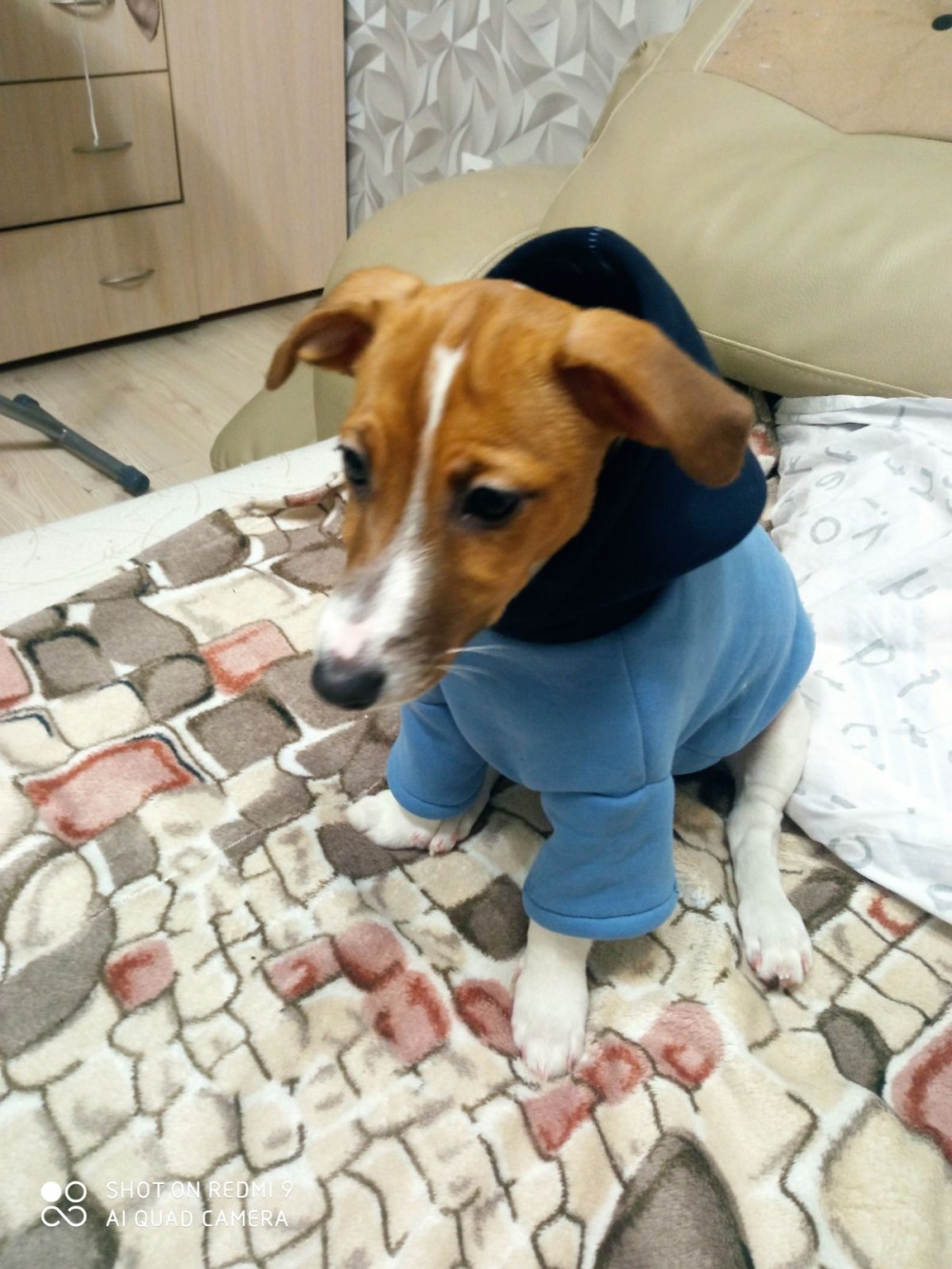 Худи для песика фото