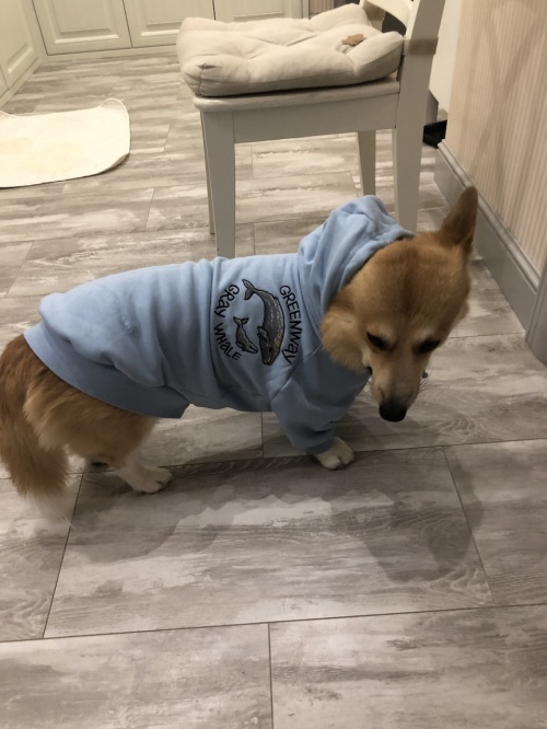 Худи для коржика Батлера фото