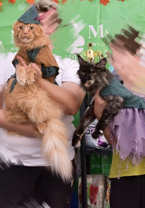 Котокостюмы. По уроку «Выкройка свитшота для кота»