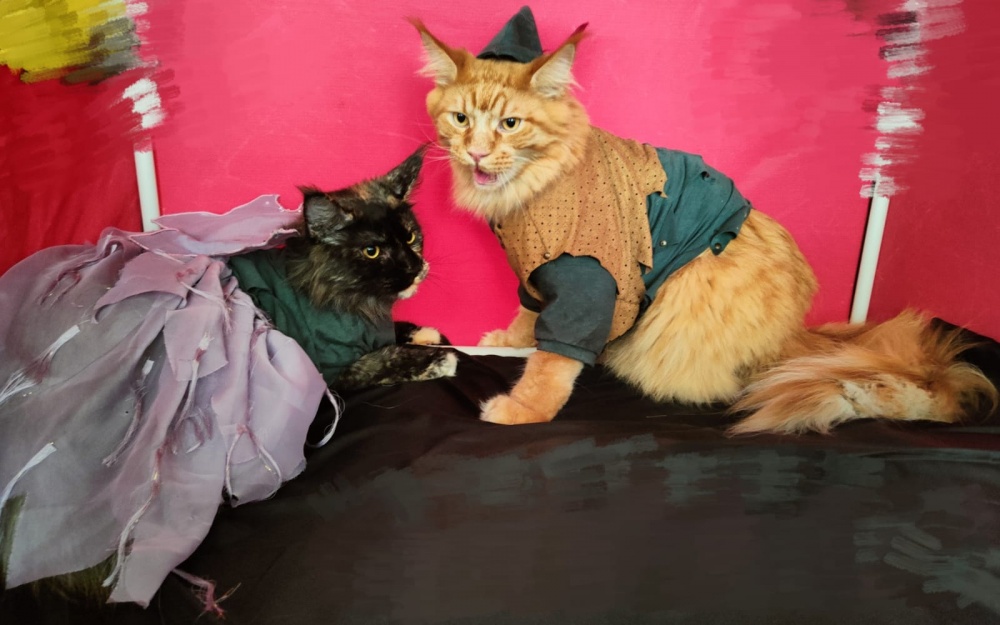 Котокостюмы. По уроку «Выкройка свитшота для кота» фото