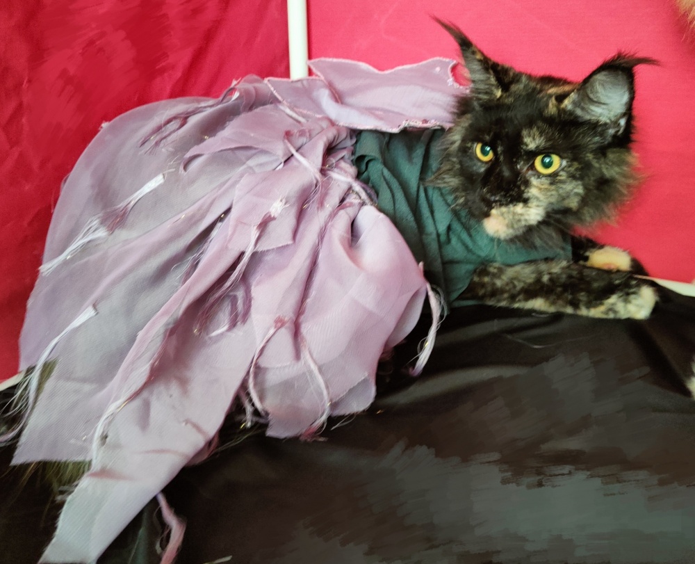 Котокостюмы. По уроку «Выкройка свитшота для кота» фото