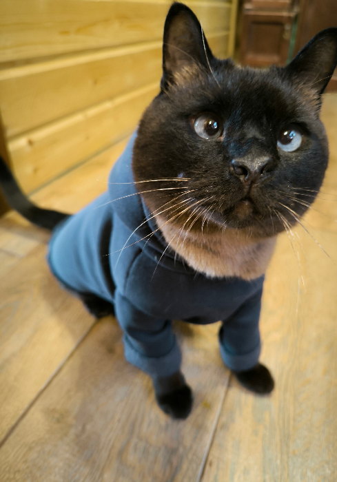 Худи для "чёткого" кота