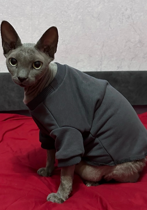 Свитшот для кота