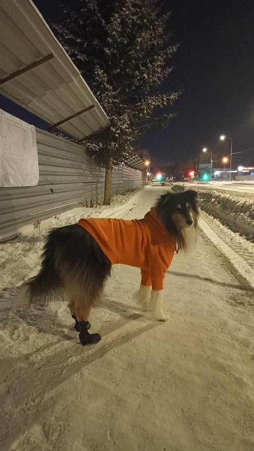 Худи псу надо фото