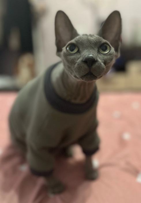 Свитшот для кота