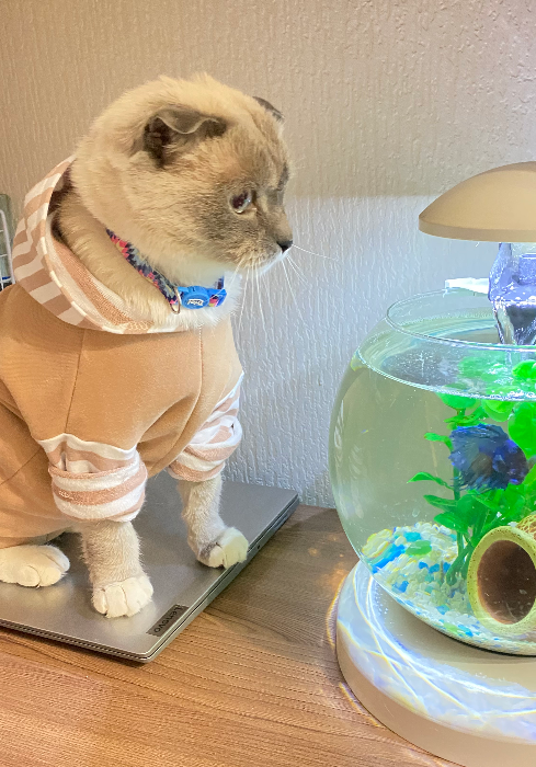 Свитшот для котика Левы