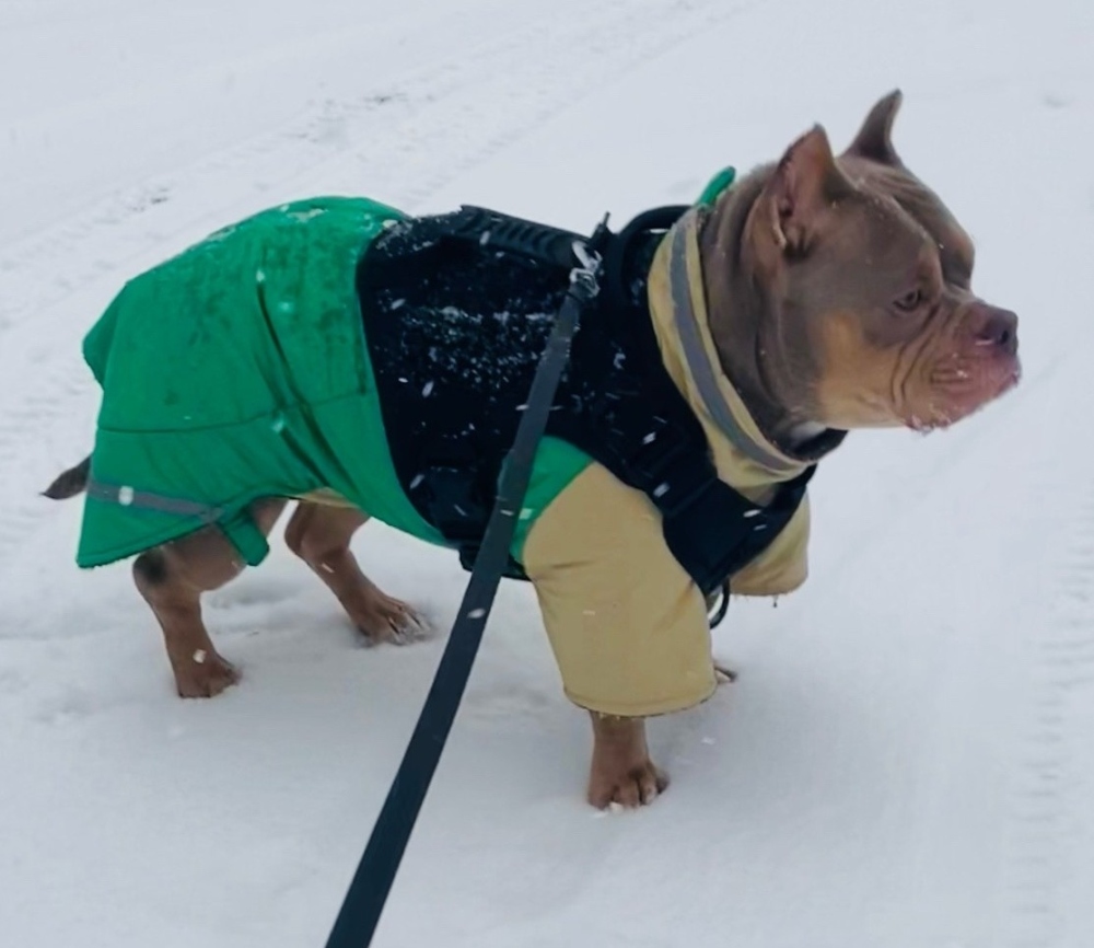 Куртка-попона для собаки породы американский булли фото