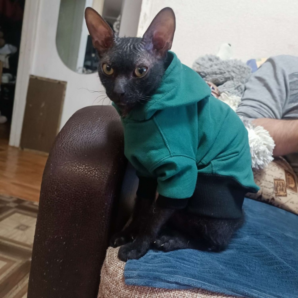 Кошкины одежки фото