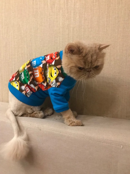 Свитшот для кота