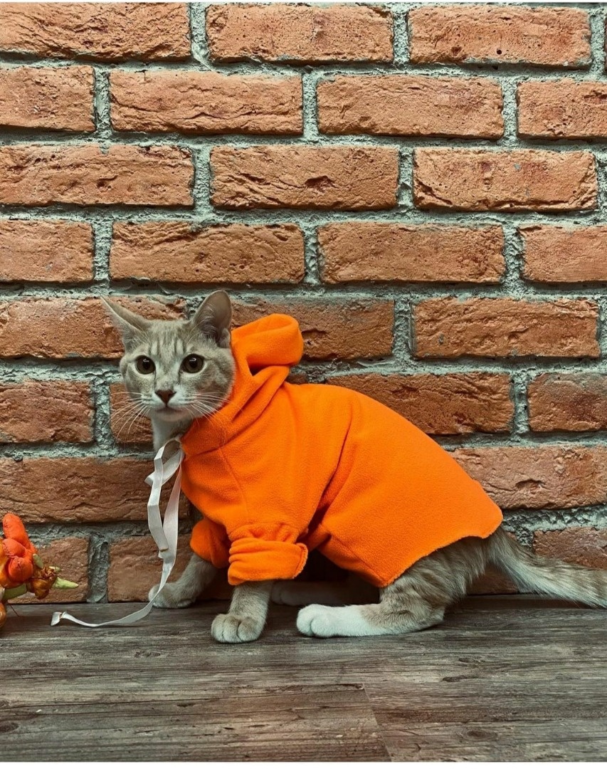 Свитшот для кота фото