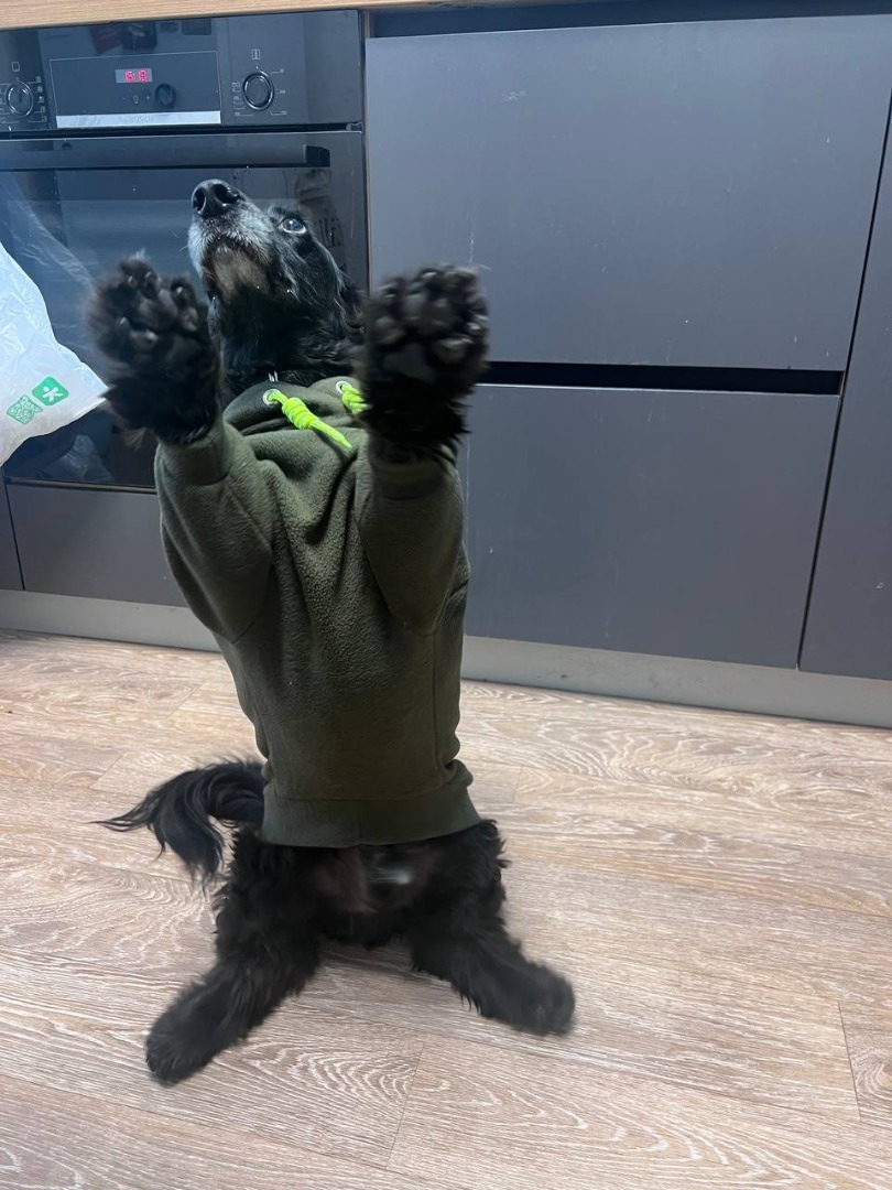 Худи для Марса фото