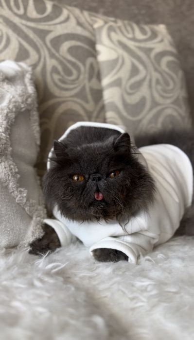 Худи для котосыночки