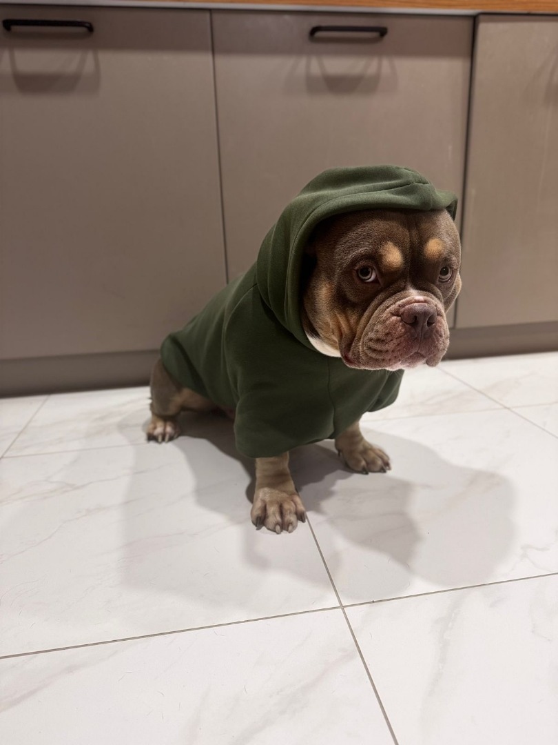 Худи для любимца! фото