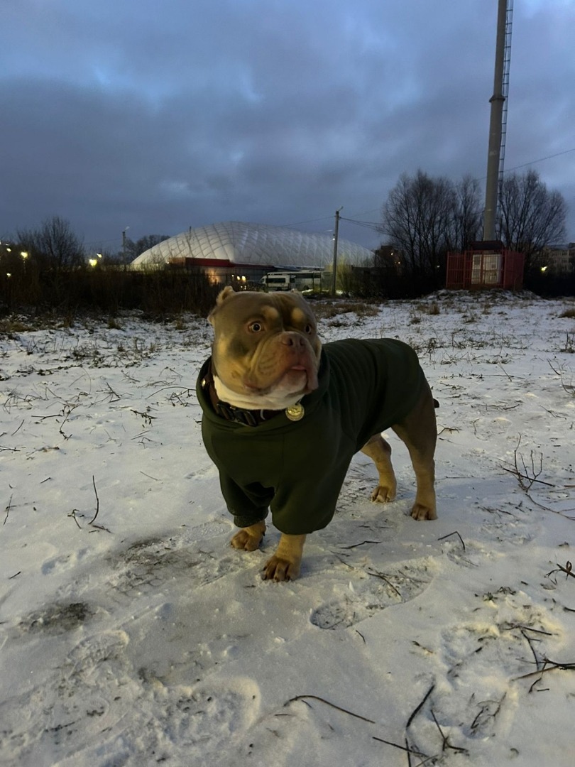 Худи для любимца! фото