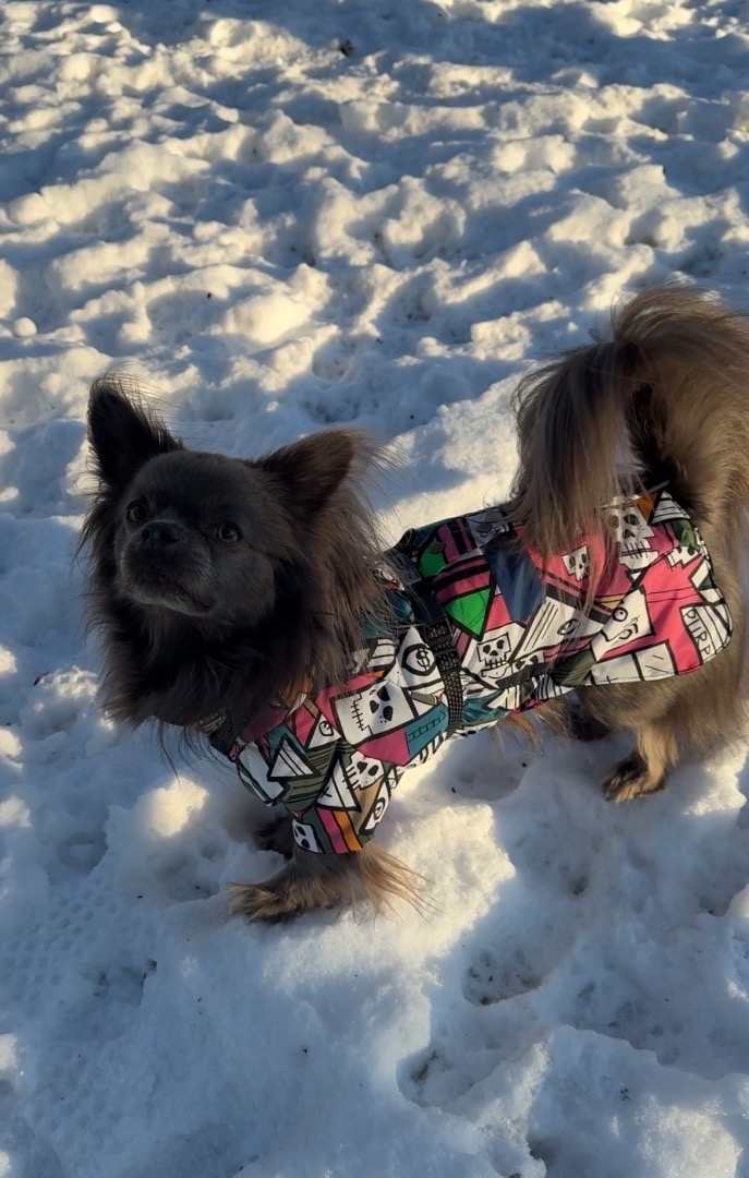 Теперь морозы не страшны фото