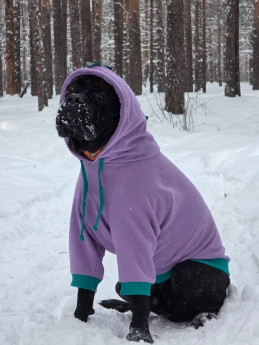 Худи Динозаврик для кане корсо