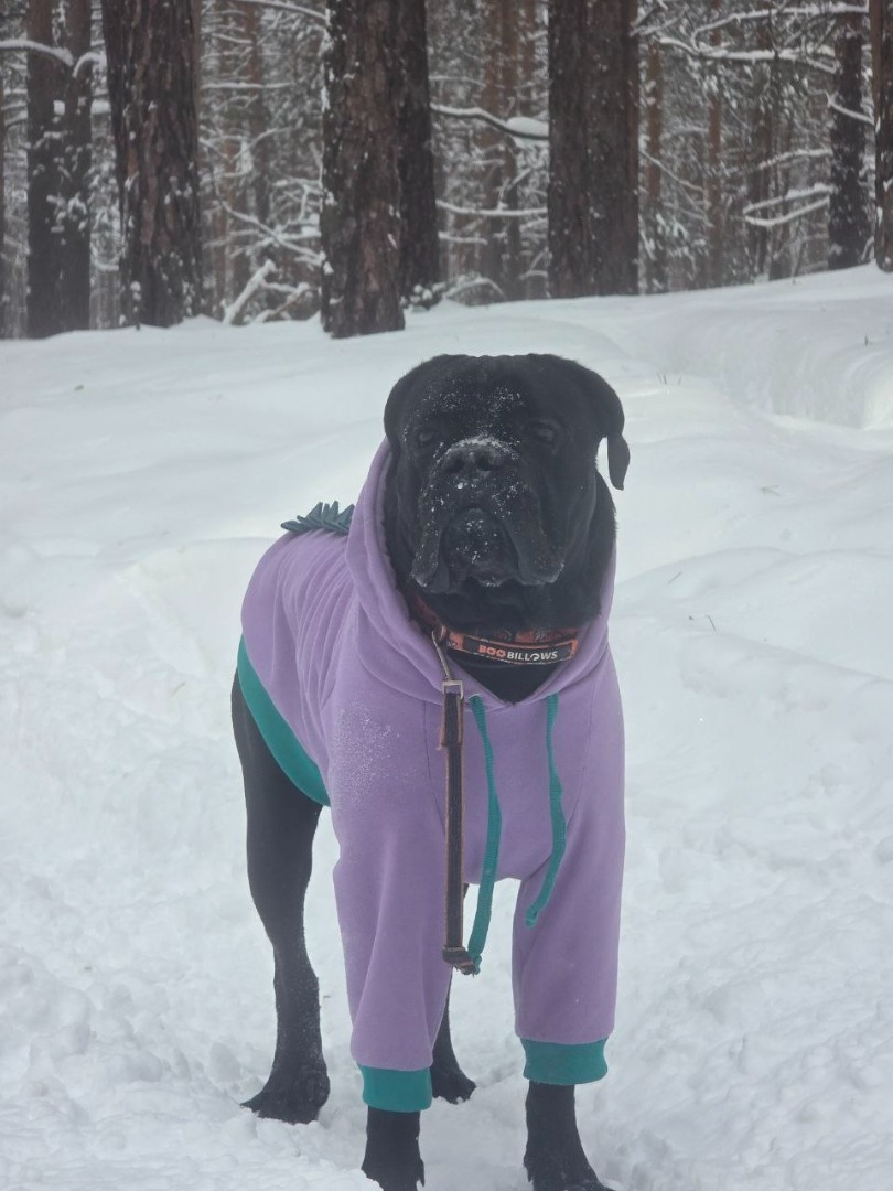 Худи Динозаврик для кане корсо фото