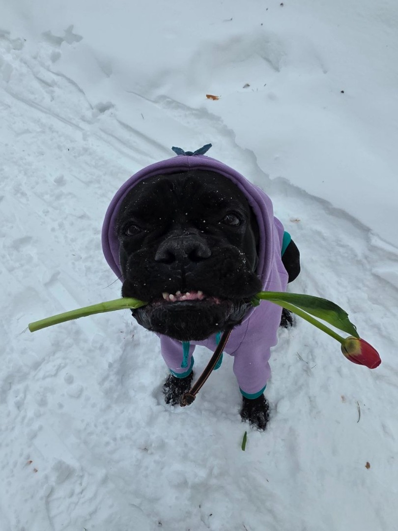 Худи Динозаврик для кане корсо фото