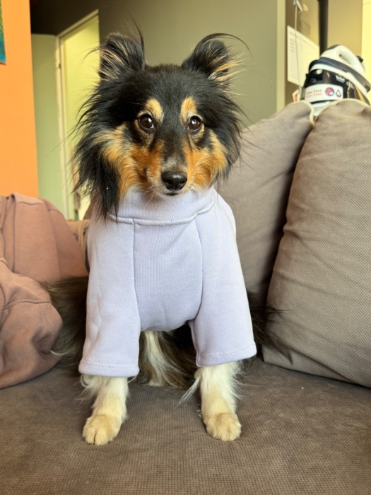 Свитшот для шелти