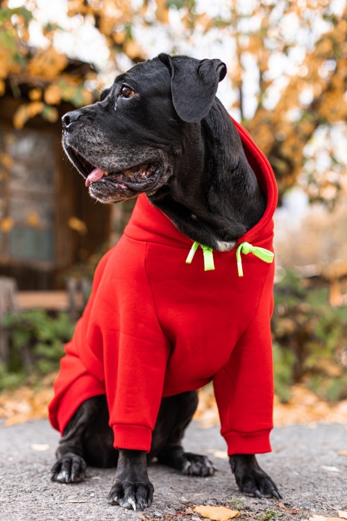Pet Fashion Santa - новогодний костюм Пет Фешн Санта для собак